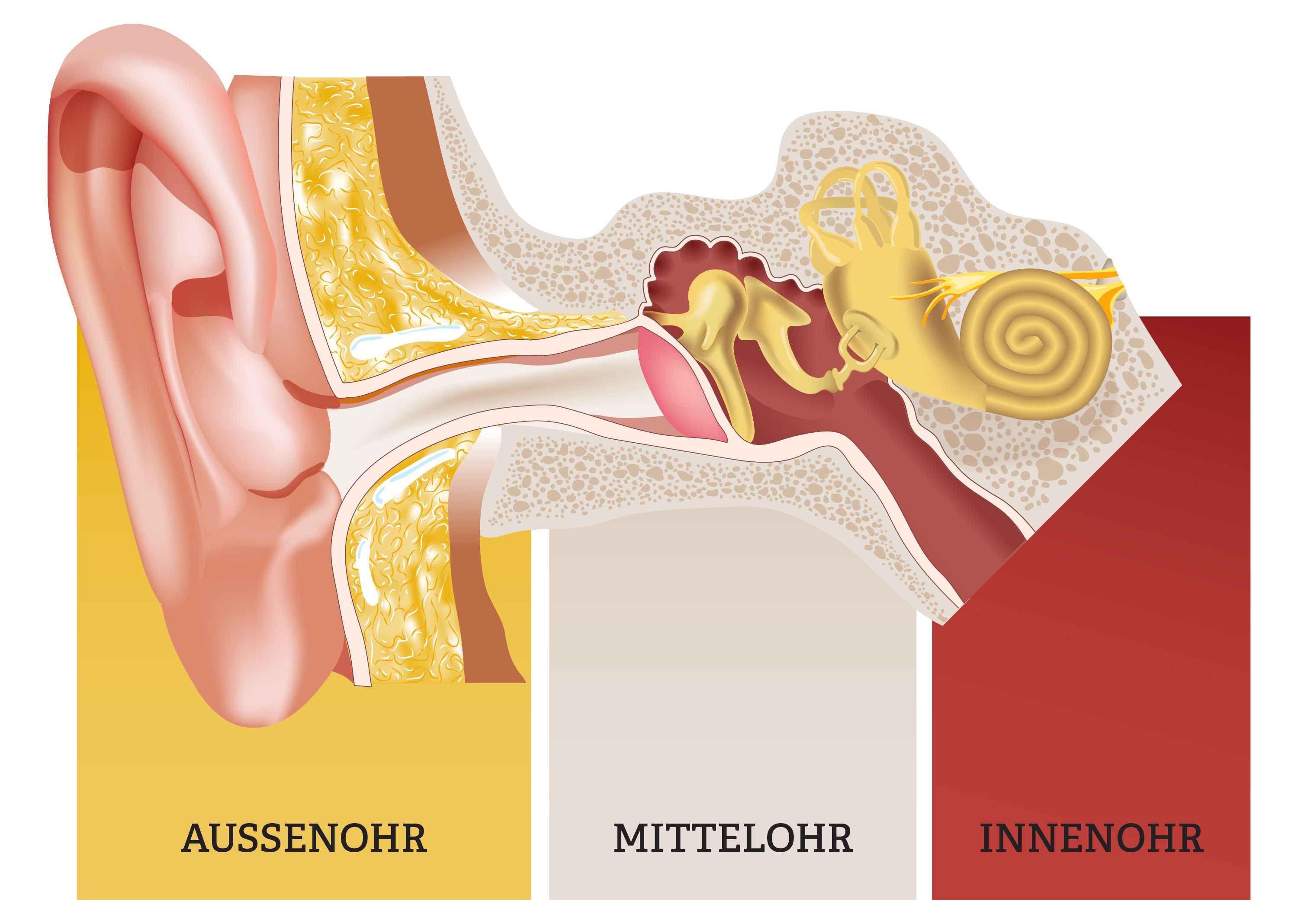 Das Ohr im Querschnitt